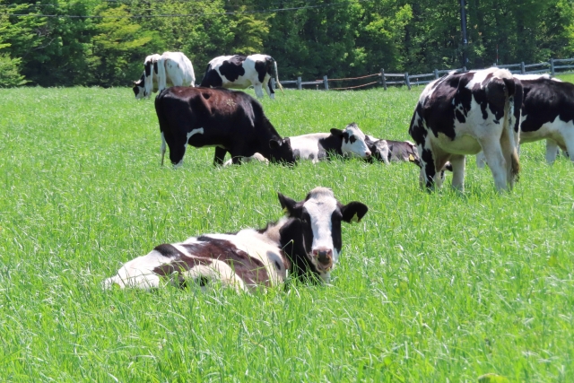 オージー放牧牛イメージ